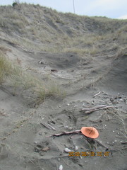 Pericoptus truncatus