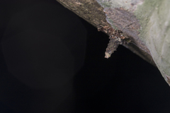 Striglocyrbasia meguae