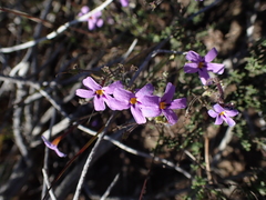 Jamesbrittenia foliolosa