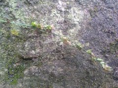 Carex divulsa divulsa