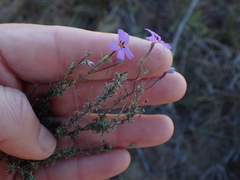 Jamesbrittenia foliolosa