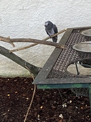 Psittacus erithacus timneh