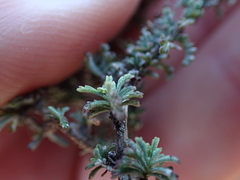 Jamesbrittenia foliolosa