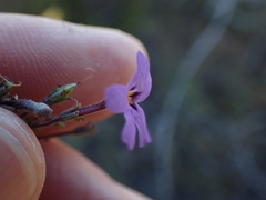 Jamesbrittenia foliolosa