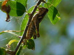 Paraidemona