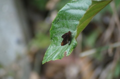 Miltomiges cinnamomea