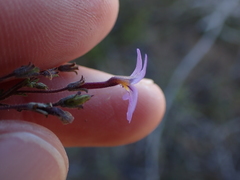 Jamesbrittenia foliolosa