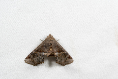 Targalla silvicola