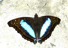 Doxocopa laurentia cherubina