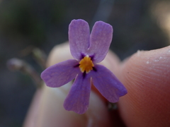 Jamesbrittenia foliolosa