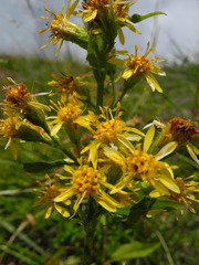 Solidago virgaurea minuta