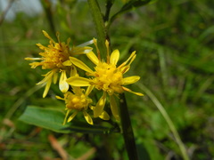 Solidago virgaurea minuta