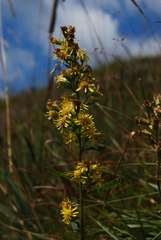 Solidago virgaurea minuta