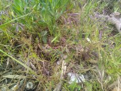 Bromus madritensis