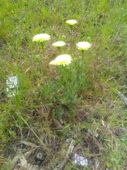 Urospermum dalechampii