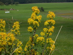 Solidago virgaurea virgaurea