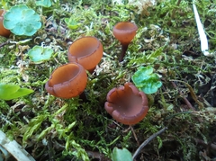 Dumontinia tuberosa