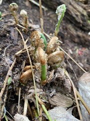 Matteuccia struthiopteris