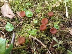 Dumontinia tuberosa