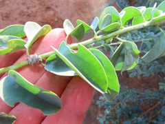 Maerua edulis