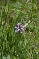 Orchis militaris