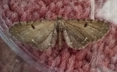 Eupithecia assimilata