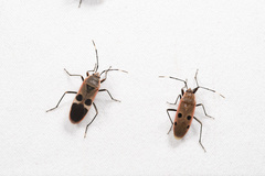 Physopelta gutta gutta