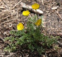 Ranunculus millefoliatus