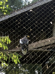 Haliaeetus