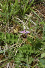 Ophrys fuciflora