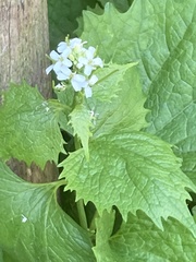 Alliaria petiolata