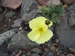 Papaver radicatum