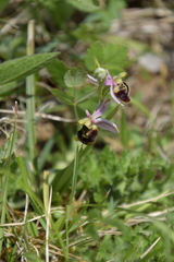 Ophrys fuciflora