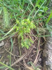 Euphorbia peplus peplus