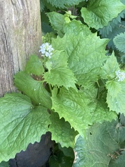 Alliaria petiolata