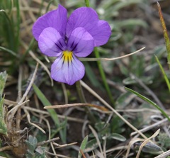 Viola aethnensis