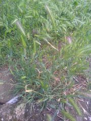 Hordeum murinum leporinum