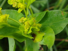 Euphorbia verrucosa
