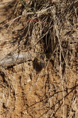 Colletes cunicularius