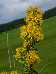 Solidago virgaurea virgaurea