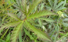 Filipendula rubra