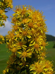 Solidago virgaurea virgaurea