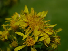 Solidago virgaurea virgaurea