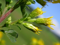 Solidago virgaurea virgaurea