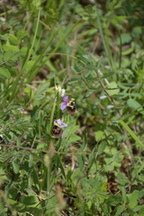 Ophrys fuciflora