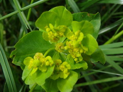 Euphorbia verrucosa