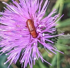Nemognatha piazata