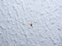 Ruborridion musivum