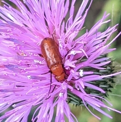 Nemognatha piazata