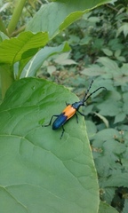 Desmocerus palliatus